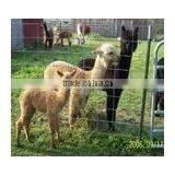 Cattle Sheep Annimal Fence/field Fence (manufacture) thumbnail-2