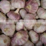 Chinese Normal White Fresh Garlic, 2016 Crop High Quality thumbnail-1
