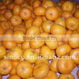 Sweet Baby Mandarin (35-55) thumbnail-1
