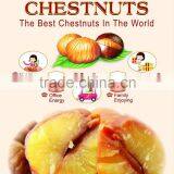 Roasted Peeled Chestnuts Snacks,Ready to Eat Snacks, Organic Snacks for Sale thumbnail-6