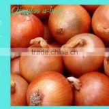 New crops fresh Onion for sale