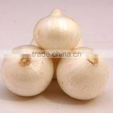 A Grade Indian White Onion Price thumbnail-3
