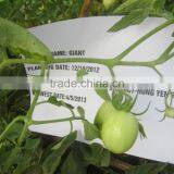 Giant Hybrid Tomato Seeds thumbnail-2