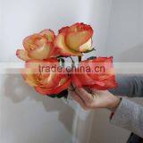 Best Sales and Beautifual Fresh Cut Flowers in thumbnail-5