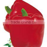 Red Sweet Pepper/Capsicum Seed For Sale thumbnail-1