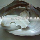 Cracked Broken Raw Chinese River Shell