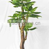 Supply Evergreen Bonsais thumbnail-5