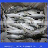 Frozen IQF Horse Mackerel Fish thumbnail-1