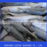 Frozen Pacific Mackrel IQF thumbnail-1