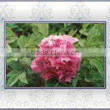 Tree Peony Plant Root Jia Ge Jin Zi thumbnail-1