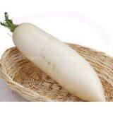 White Turnip thumbnail-1
