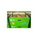 Grapefruit thumbnail-1