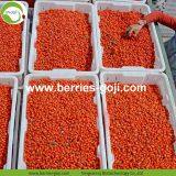 Factory Hot Sale Dried Himalayan Goji Berries thumbnail-4