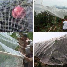 Anti Hail Net for Protection Greenhouse / White Anit Hail Net thumbnail-3