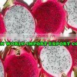 FRESH DRAGON FRUIT - HIGH QUALITY -LARGE QUANTITY -BEST PRICE