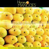 Mango Supplier thumbnail-1