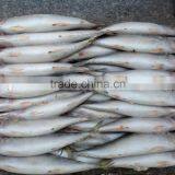 2016 New Whole Round 6-8pcs/kg Frozen Pacific Mackerel