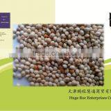 white broomcorn millet