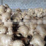 Best Price Ginger Viet Nam 2014 thumbnail-1