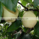 Fresh ya Pear&new Crop&the Most Lowest Price thumbnail-5