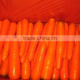Good quality fresh carrot supplier