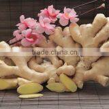 Wholesale Common Cultivation Type Fresh Ginger thumbnail-2