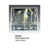 Relief Model of the Claw thumbnail-1