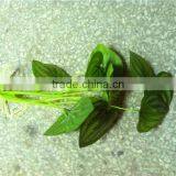 Home and Outdoor Garden Edging Christmas Decoration 60cm or 24inches Height Artificial Small Grass for Green Wall E04 1008 thumbnail-6