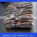 Frozen WR Illex Argentina Squid