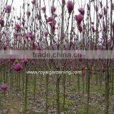 Magnolia Soulangeana Flower Trees thumbnail-3