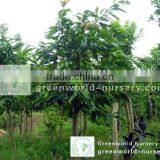 Ficus Lacor Plants thumbnail-1