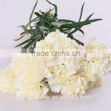 Cheap Wholesale Flowers Cut Flower White Carnation in China