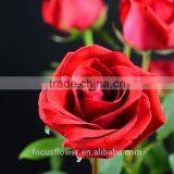 Cheap Wholesale Flowers Roses For Christmas Decoration From Kunming Supplier thumbnail-6