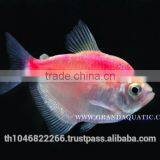 White Skirt Tetras Fish Farm For Sale and Export thumbnail-1