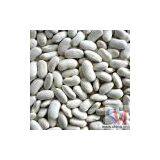 Sell White Kidney Beans thumbnail-1