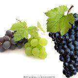 Top Quality Water SolubleGrape Seed Extract Powder thumbnail-2