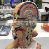 Surgical Training Manikin MJP 3D Printing Color Organ Model thumbnail-7