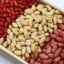 HIGH QUALITY BLANCHED PEANUT KERNELS BY JUNAN KAIBING thumbnail-5