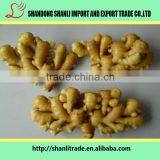 Frozen Vegetables -fresh Ginger /air Dried Ginger thumbnail-5