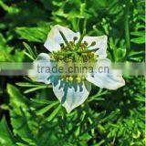 Black Cumin Oil thumbnail-3