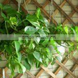 Shop/Home /Office Decor Small Artificial Plant Scindapsus Araceae thumbnail-2