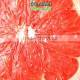 Fresh Grapefruit Best Price thumbnail-1