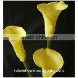 Indevidually Wrapped Export Yellow Bright Color Fresh Cut Calla Flower for Decoration thumbnail-2