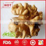 Juglans Regia L. Planted in China thumbnail-5