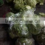 Zhangbei Lettuce thumbnail-3