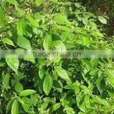 Cinnamomum Glaucescens