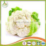 2017 New Crop Fresh Cauliflower thumbnail-1