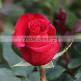 Fresh Cut Flowers,red Rose Natural Rose thumbnail-2