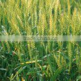 Wheat Gluten Meal Export ,origin China thumbnail-5