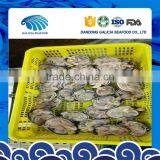 New Arrival Frozen Washington Clams Seafood With Giant Specification thumbnail-1